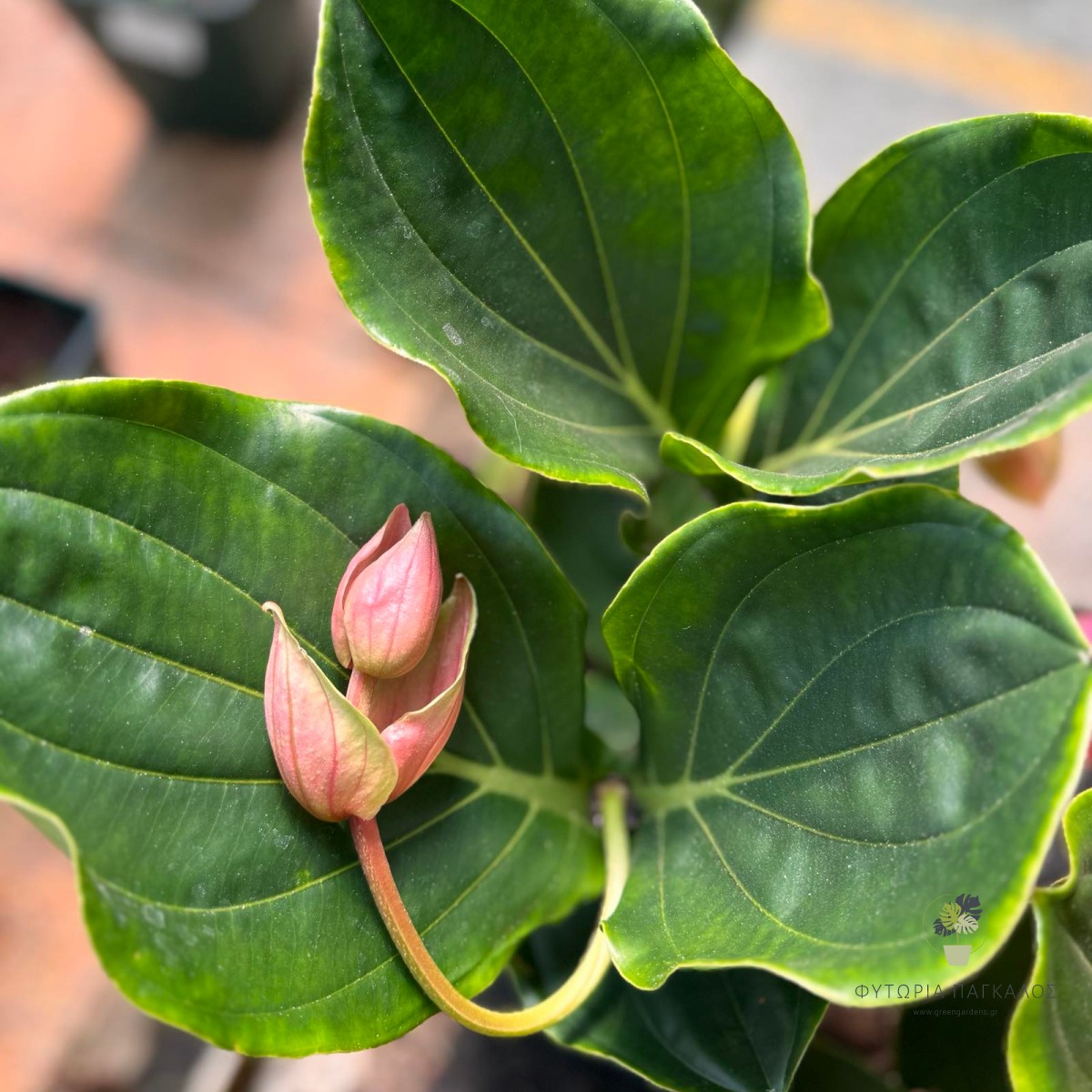 Μεντινίλλα (Medinilla magnifica) - 2